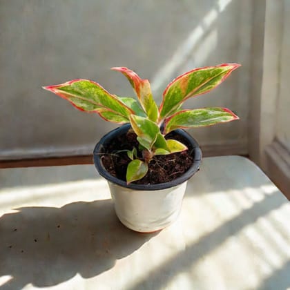 Aglaonema Lipstick / Siam Aurora in 4 Inch Nursery Pot