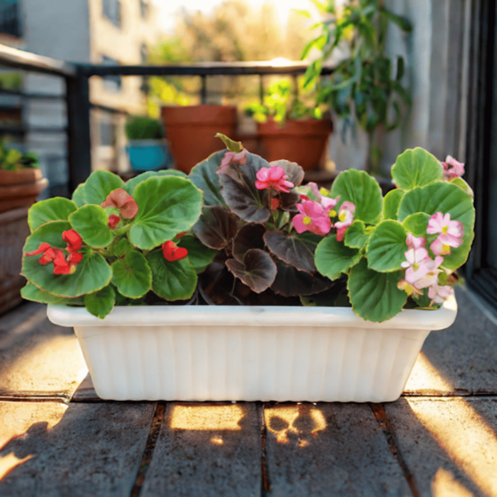 Begonia (Any Colour) in 14 Inch White Premium Supreme Window Plastic Planter