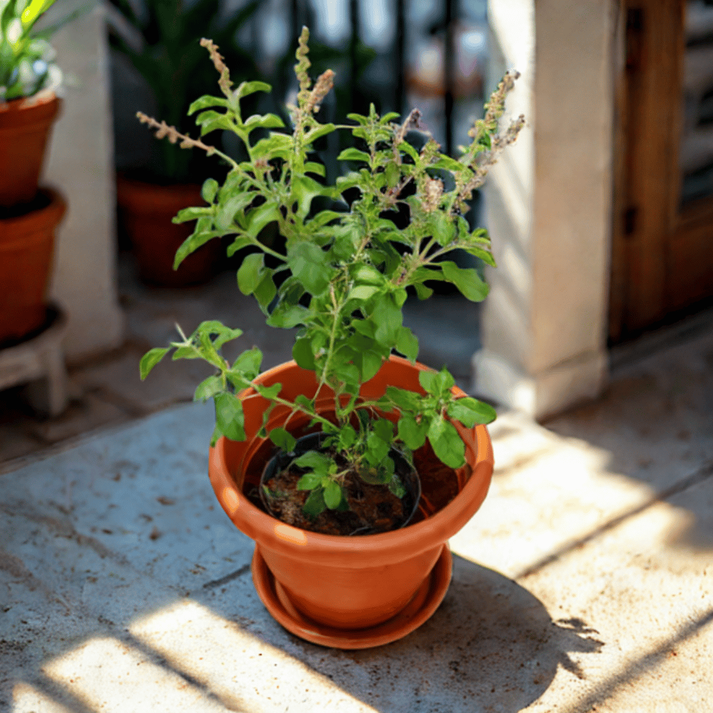 Rama Tulsi in 7 Inch Classy Red Plastic Pot with Tray