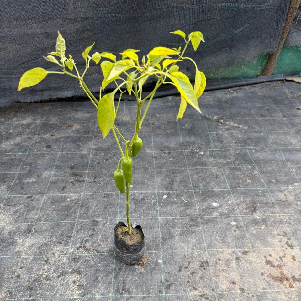 Mirchi Achari / Chilli Plant in 4 Inch Nursery Bag