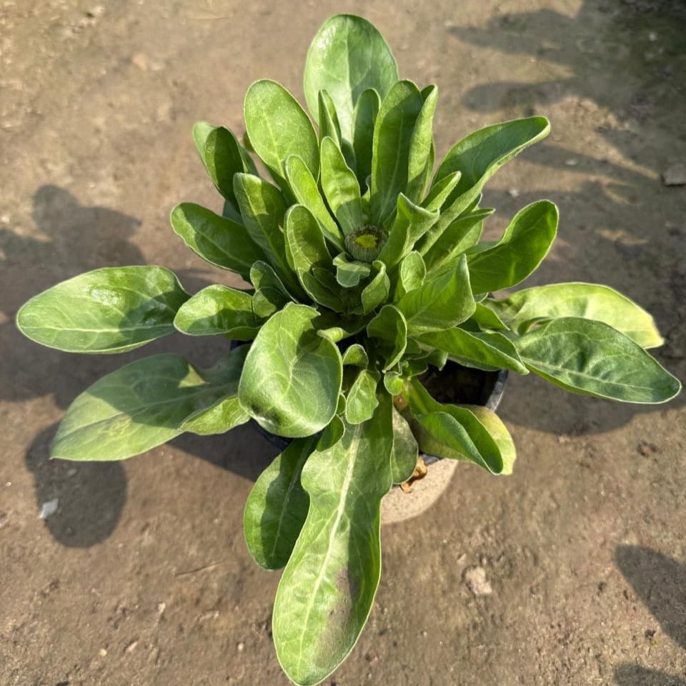 Calendula (Any Colour) in 6 Inch Nursery Pot