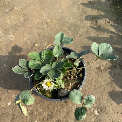 Buy Strawberry in 6 Inch Nursery Pot Online | Urvann.com