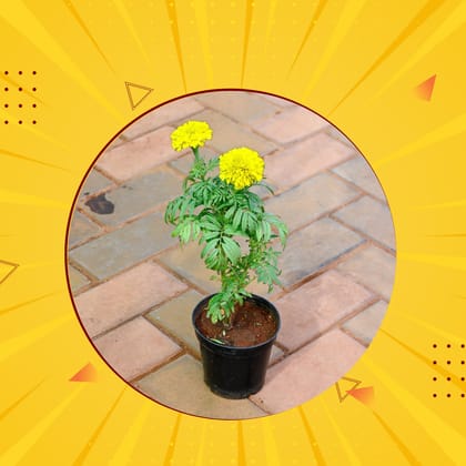 Lohri Special - Marigold / Genda (any colour) in 5 Inch Nursery Pot - Free Gift