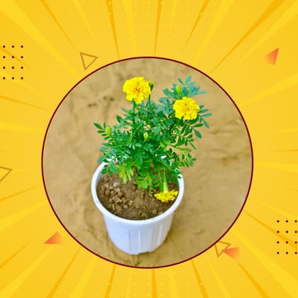 Lohri Special - Marigold / Genda (any colour) in 6 Inch White Super Nursery Pot - Free Gift