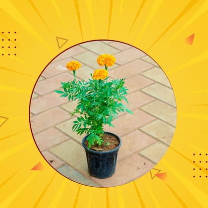 Lohri Special - Marigold / Genda (any colour) in 5 Inch Nursery Pot - Free Gift