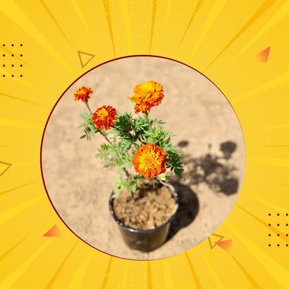 Lohri Special - Marigold / Genda French (any colour) in 5 inch Nursery Pot - Free Gift