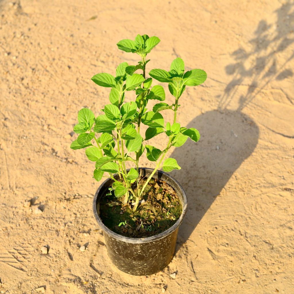 Kapoor Tulsi in 6 Inch Nursery Pot