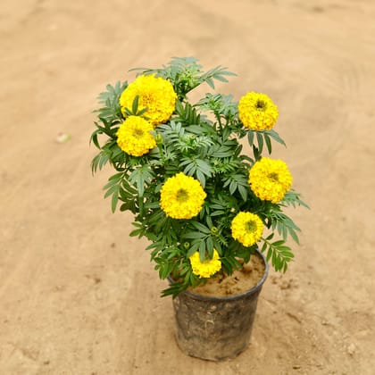 Buy Marigold / Genda Yellow in 6 Inch Nursery Pot Online | Urvann.com