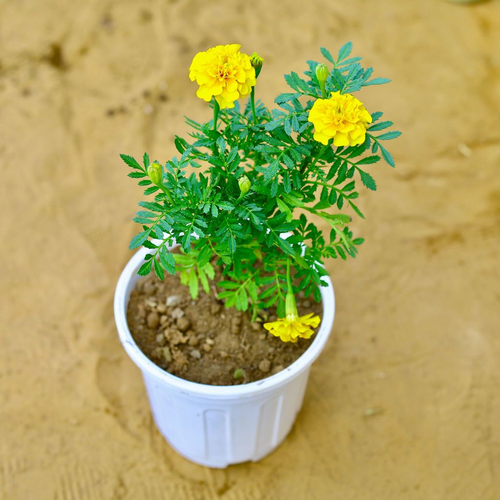 Marigold / Genda (any colour) in 6 Inch White Super Nursery Pot