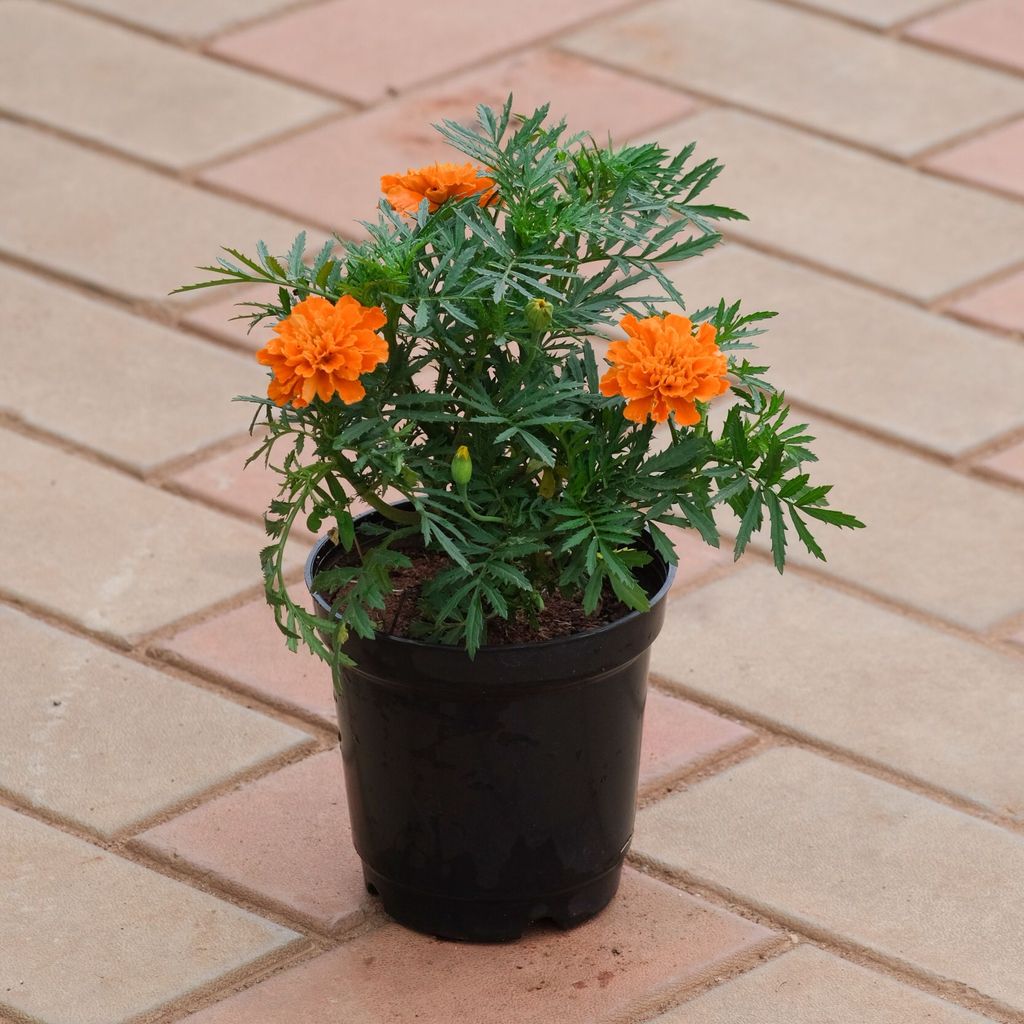 Marigold / Genda French (any colour) in 5 Inch Nursery Pot