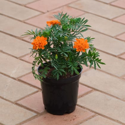 Buy Marigold French Orange in 4 Inch Plastic Pot Online | Urvann.com