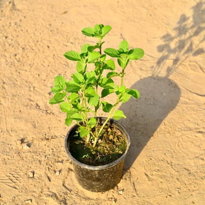 Kapoor Tulsi / Kedarnath Tulsi in 6 Inch Nursery Pot