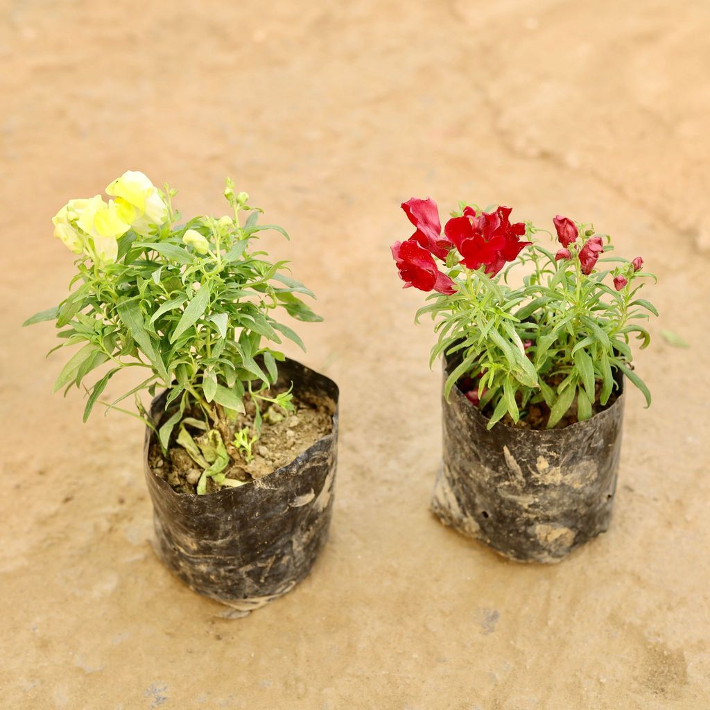 Set of 2 - Dog Flower (any colour) in 3 Inch Nursery Bag