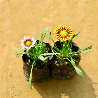 Set of 2 - Gazania (Any Colour) in 3 Inch Nursery Bag