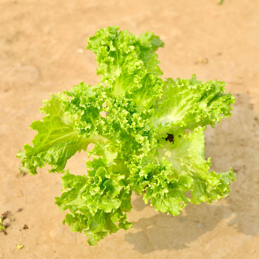 Lettuce Green in 4 Inch Nursery Bag