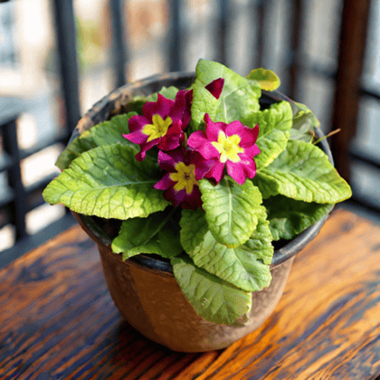 Primula Rosea (any colour) in 6 Inch Nursery Pot