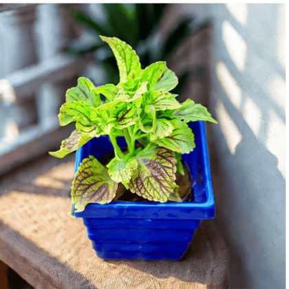 Coleus (Any Colour) (Any Design) in 4 Inch Blue Premium Orchid Square Plastic Pot