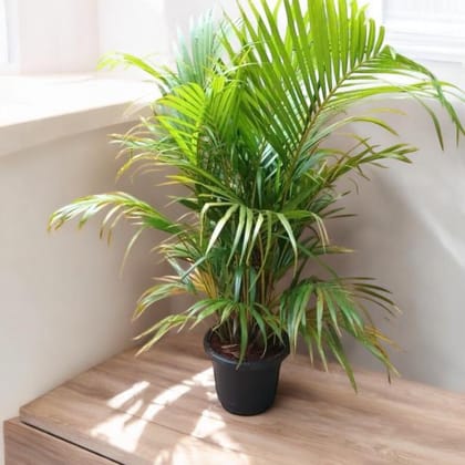 Areca Palm (~ 3 ft) in 10 Inch Nursery Pot