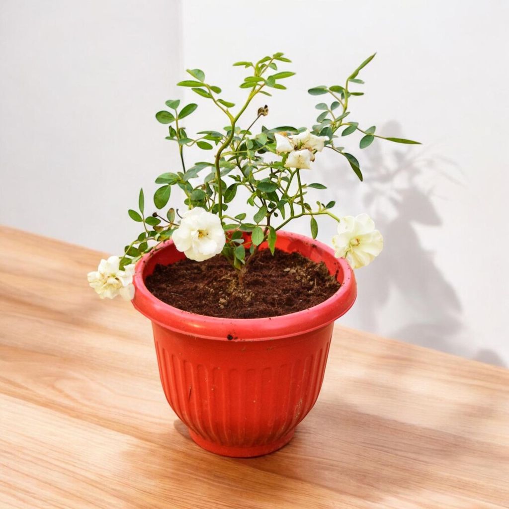 Button Rose White in 8 Inch Terracotta Red Olive Plastic Pot