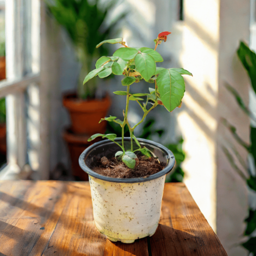 English Rose (any colour) in 4 inch Nursery Pot