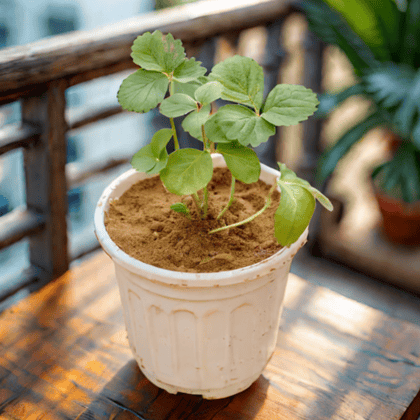 Strawberry in 6 Inch White Super Nursery Pot