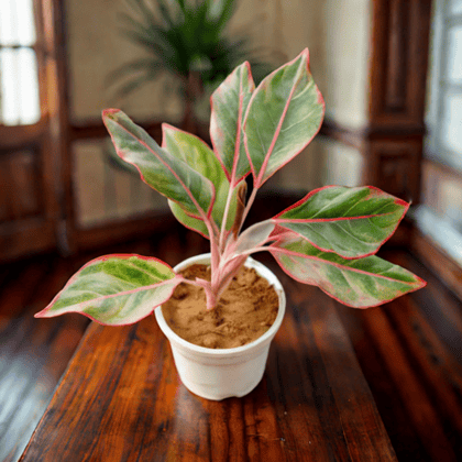 Aglaonema Lipstick in 4 Inch Nursery Pot