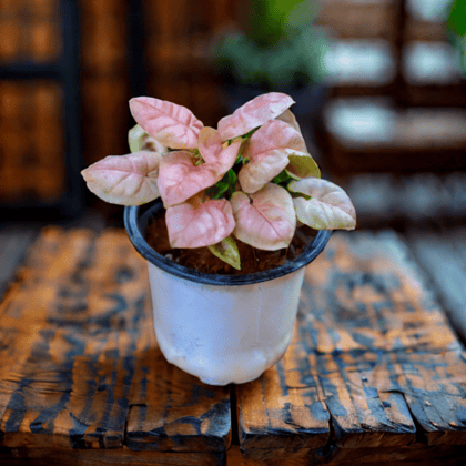 Syngonium Pixie Pink in 4 Inch Nursery Pot