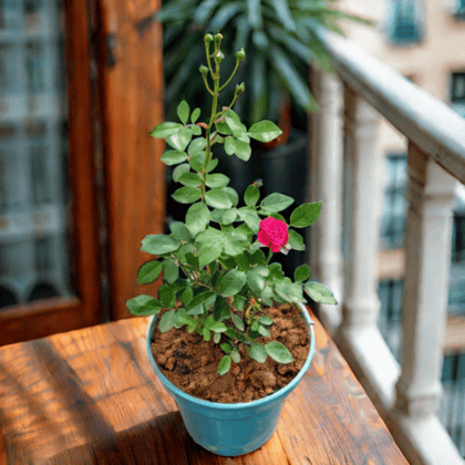 Rose (Any Colour) in 5 Inch Nursery Pot