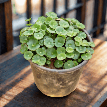 Brahmi Dollar / Pennywort / Coin Plant in 5 Inch Nursery Pot