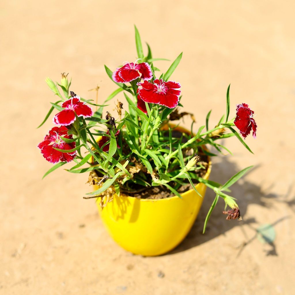 Dianthus (any colour) in 4 Inch Yellow Premium Orchid Round Plastic Pot