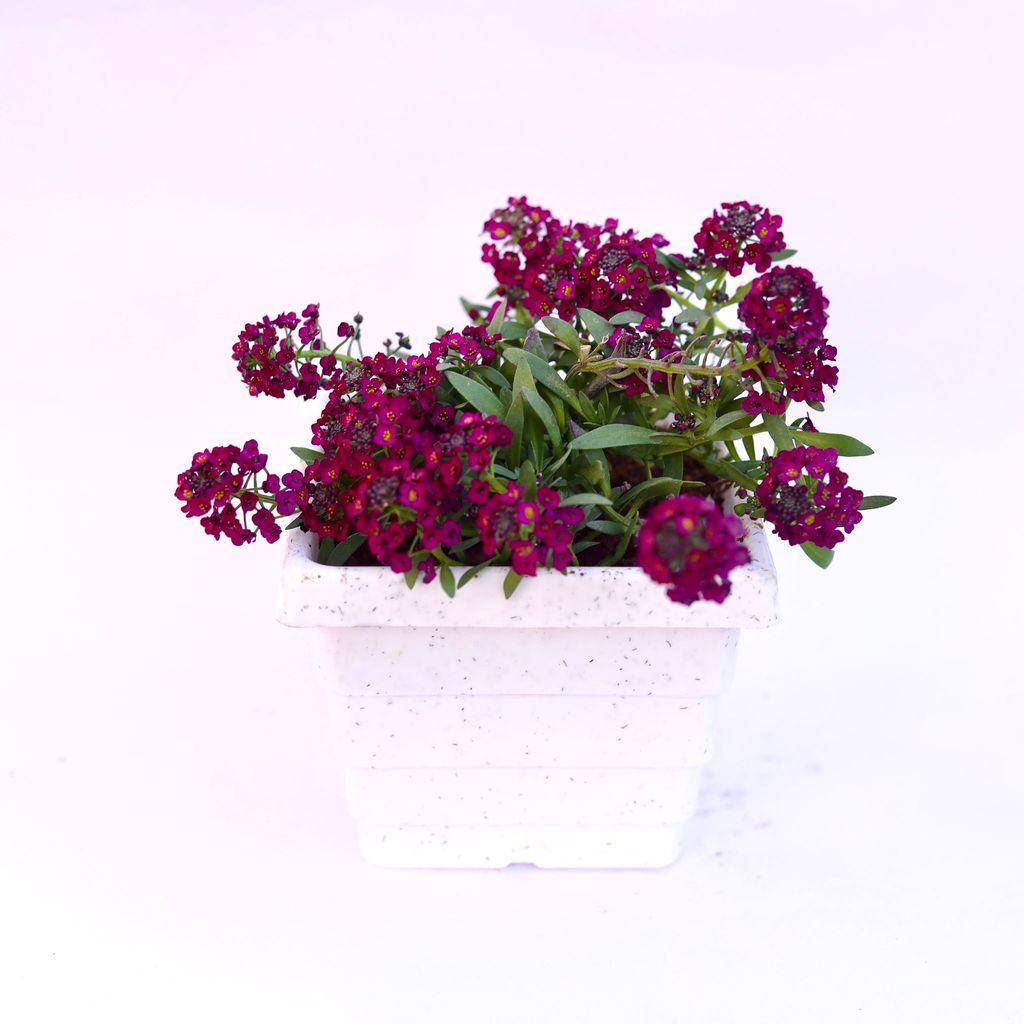 Alyssum Purple in 4 Inch White Marble Premium Orchid Square Plastic Pot