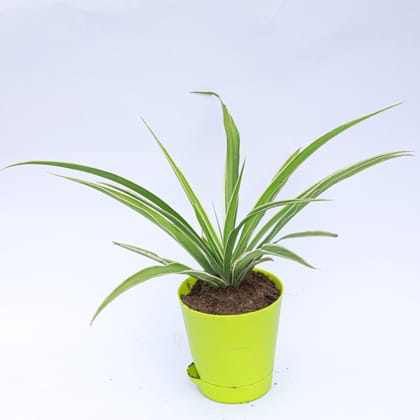 Buy Spider in 4 Inch Green Florence Self Watering Pot Online | Urvann.com