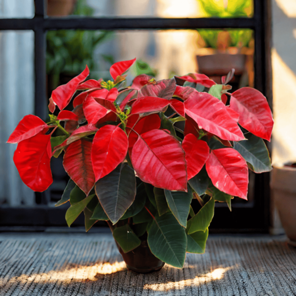 Poinsettia / Christmas Flower Red in 5 Inch Nursery Pot