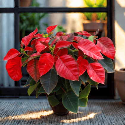 Buy Poinsettia / Christmas Flower Red in 5 Inch Nursery Pot Online | Urvann.com