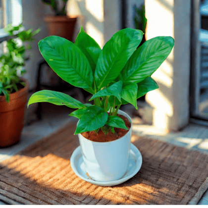 Buy Peace Lily in 5 Inch White Premium Sphere Plastic Pot with Tray Online | Urvann.com