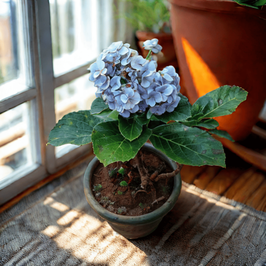 Hydrangea (Any colour) in 6 Inch Nursery Pot