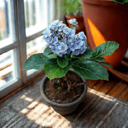 Buy Hydrangea (Any colour) in 6 Inch Plastic Pot Online | Urvann.com