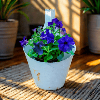 Buy Petunia Blue in 8 Inch White Single Hook Hanging Plastic Pot Online | Urvann.com