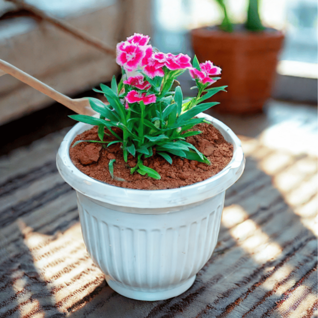 Dianthus (Any Colour) in 8 Inch White Olive Plastic Pot