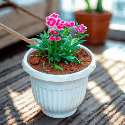 Buy Dianthus (Any Colour) in 8 Inch White Olive Plastic Pot Online | Urvann.com