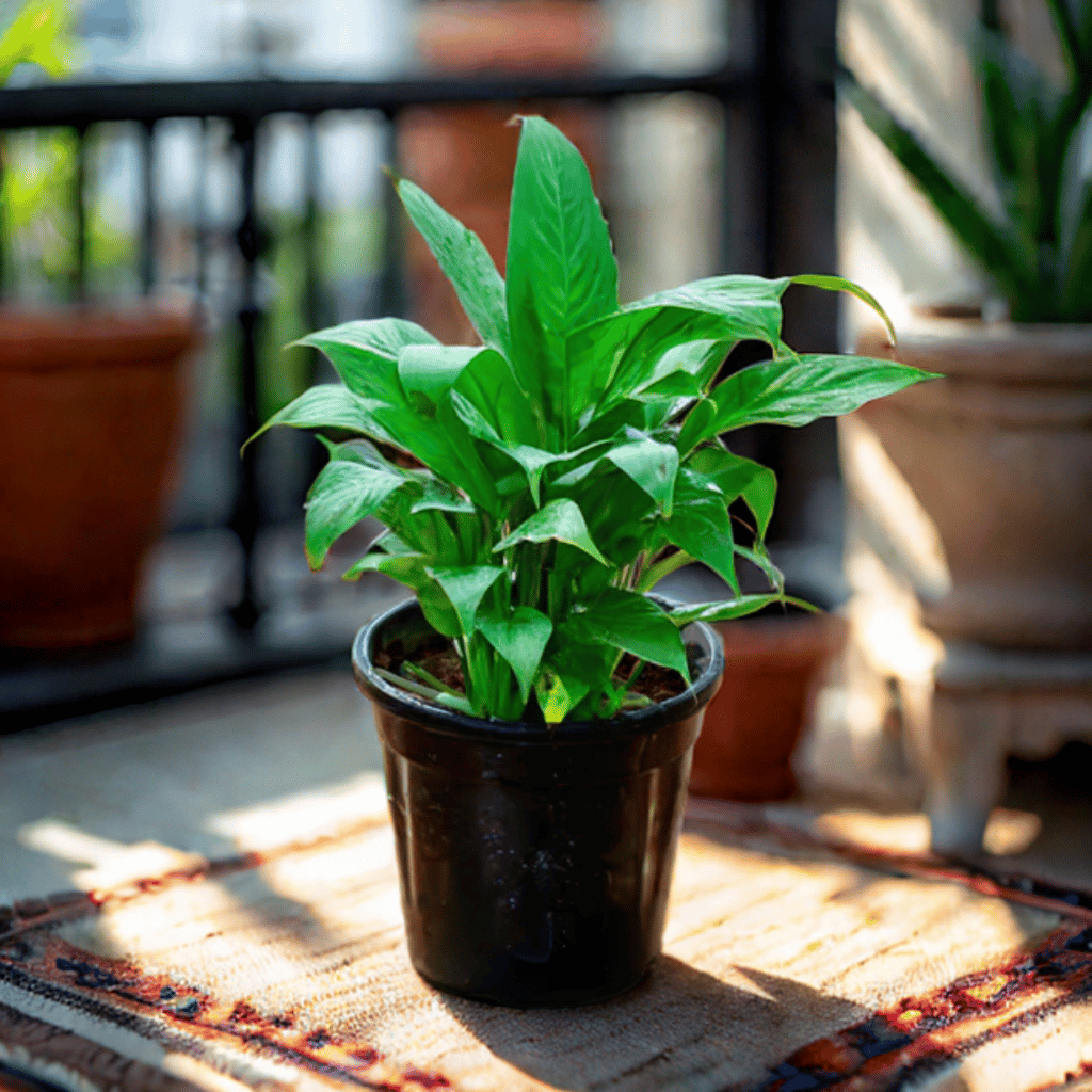 Peace Lily in 6 Inch Nursery Pot