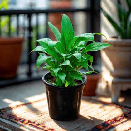 Buy Peace Lily in 6 Inch Nursery Pot Online | Urvann.com