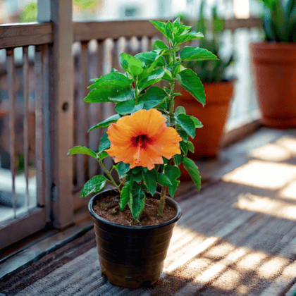 Buy Hibiscus / Gudhal (Any Cololur) in 8 Inch Nursery Pot Online | Urvann.com