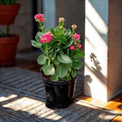 Buy Kalanchoe Pink Succulent in 4 Inch Nursery Pot Online | Urvann.com