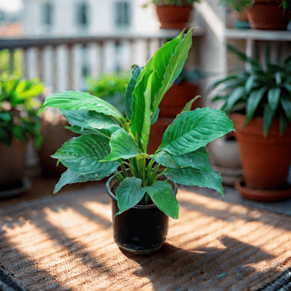 Buy Peace Lily  in 6 Inch Nursery Pot Online | Urvann.com