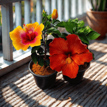 Buy Set of 2 - Hibiscus Dwarf (Orange & Yellow) in 5 Inch Nursery Pot Online | Urvann.com