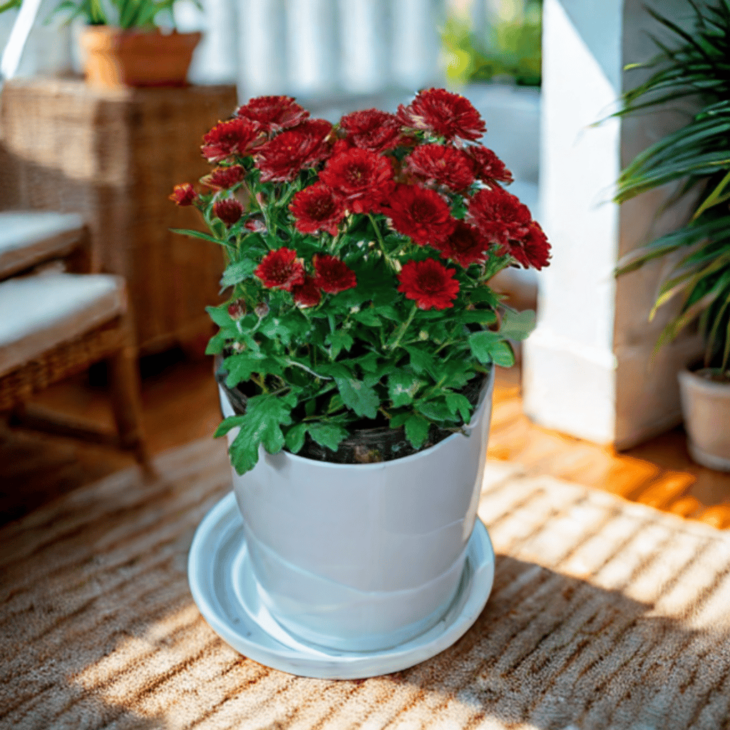 Chrysanthemum / Guldawari / Guldaudi Maroon in 5 Inch White Premium Sphere Plastic Pot with Tray