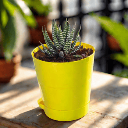 Haworthia Zebrina Succulent in 4 Inch Yellow Florence Self Watering Pot