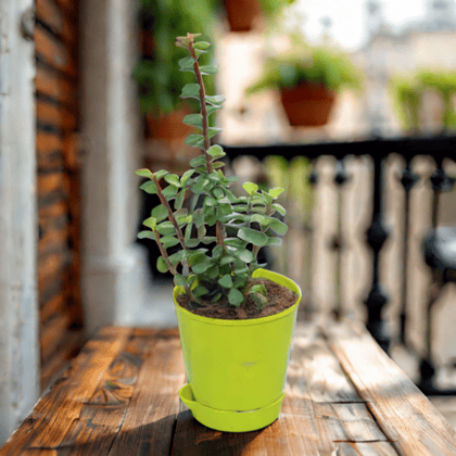 Jade in 4 Inch Green Florence Self Watering Pot