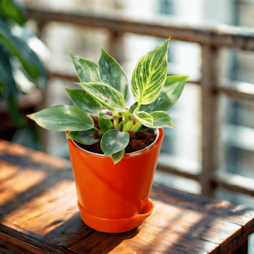 Philodendron Birkin in 4 Inch Red Florence Self Watering Pot